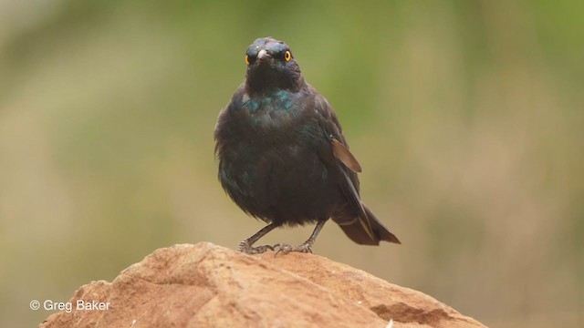 Cape Starling - ML243554751