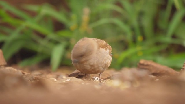 Southern Gray-headed Sparrow - ML243555011