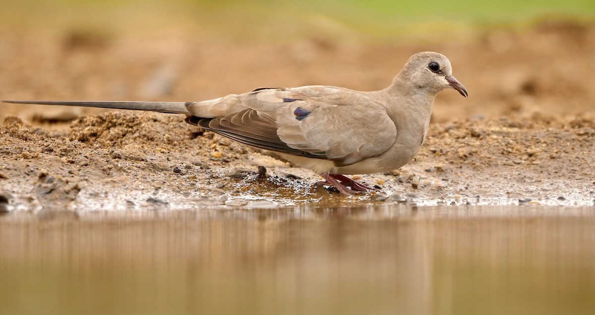 Namaqua Dove - ML243555371