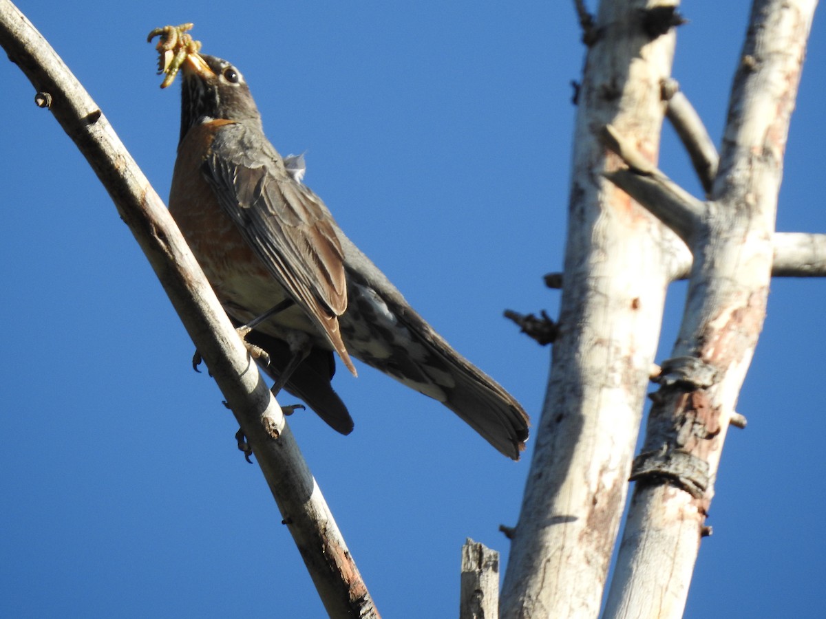 American Robin - ML243557161