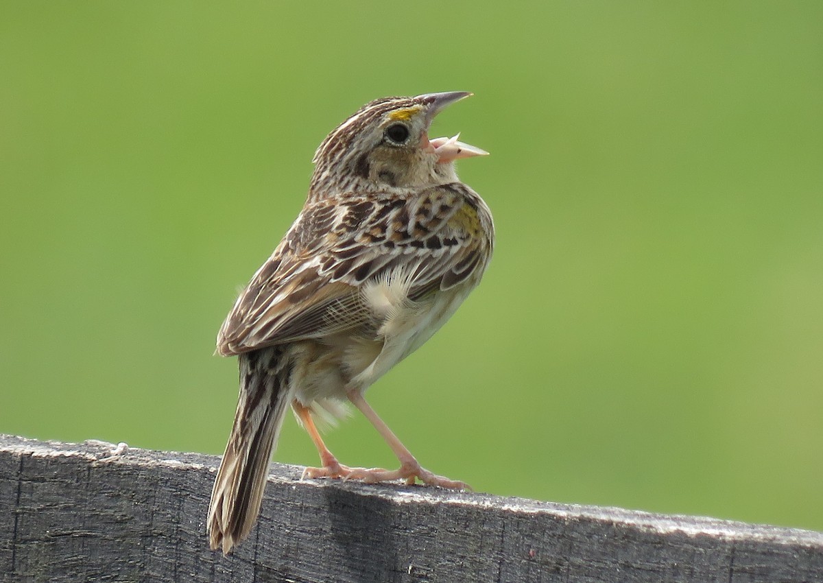 Grasshopper Sparrow - Linda Millington