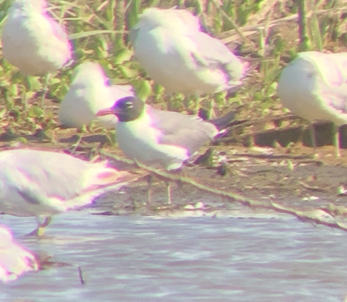 Gaviota Guanaguanare - ML243558781