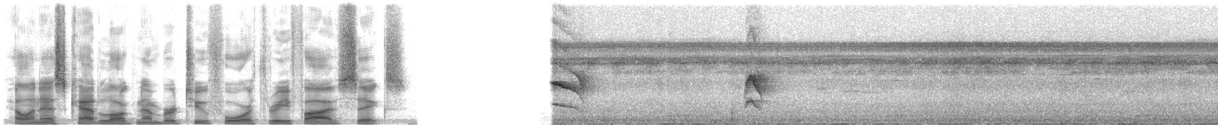 Schwefelmaskentyrann - ML24356