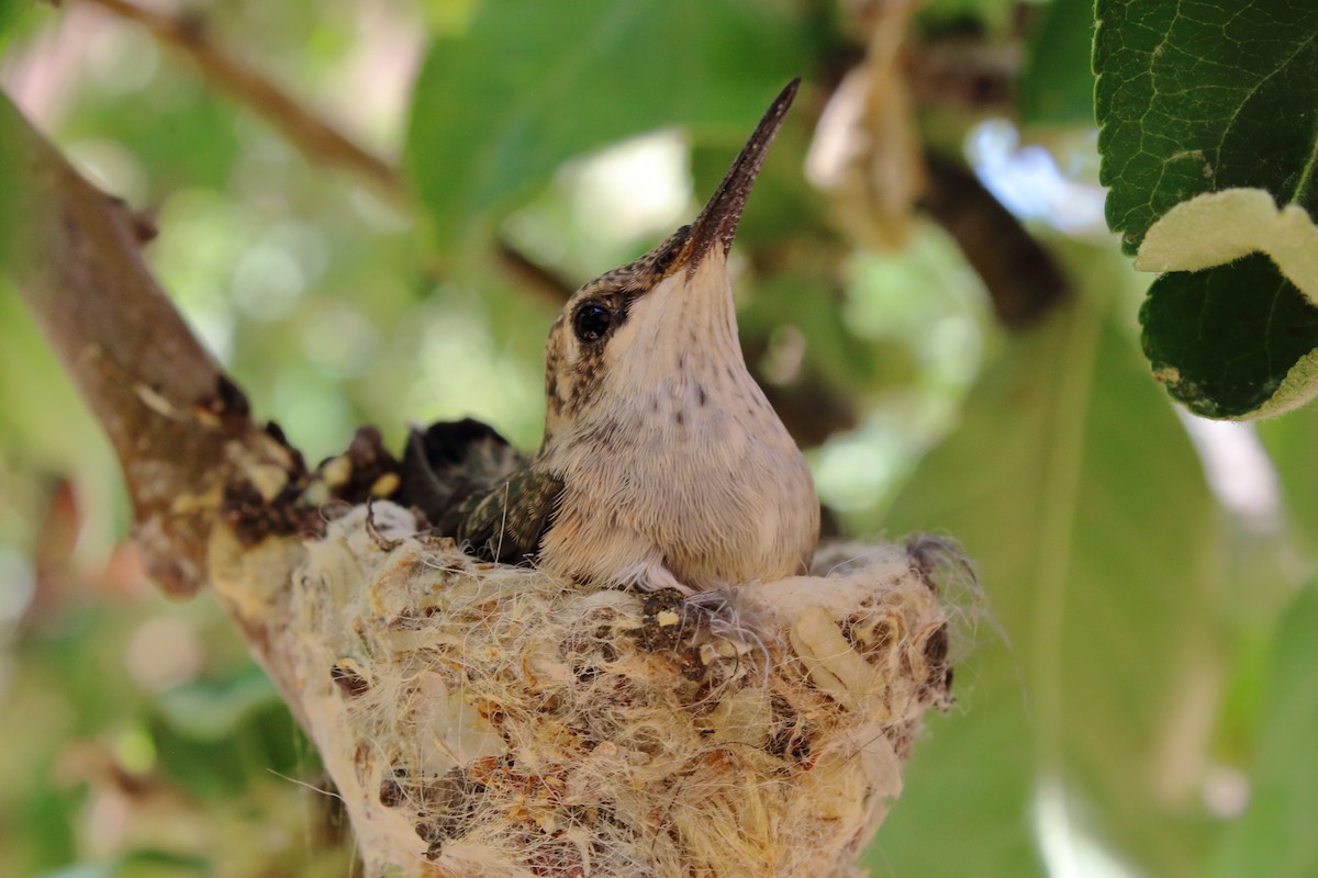 Black-chinned Hummingbird - ML243561641