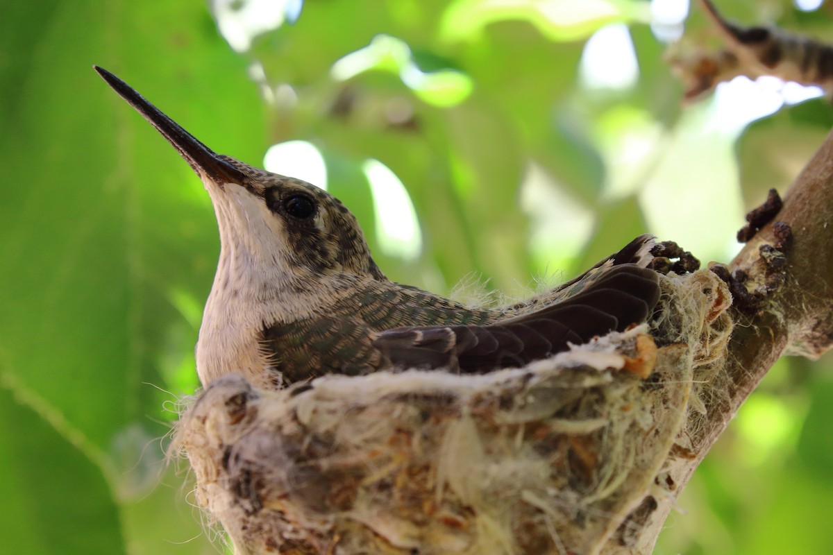 Black-chinned Hummingbird - ML243561741