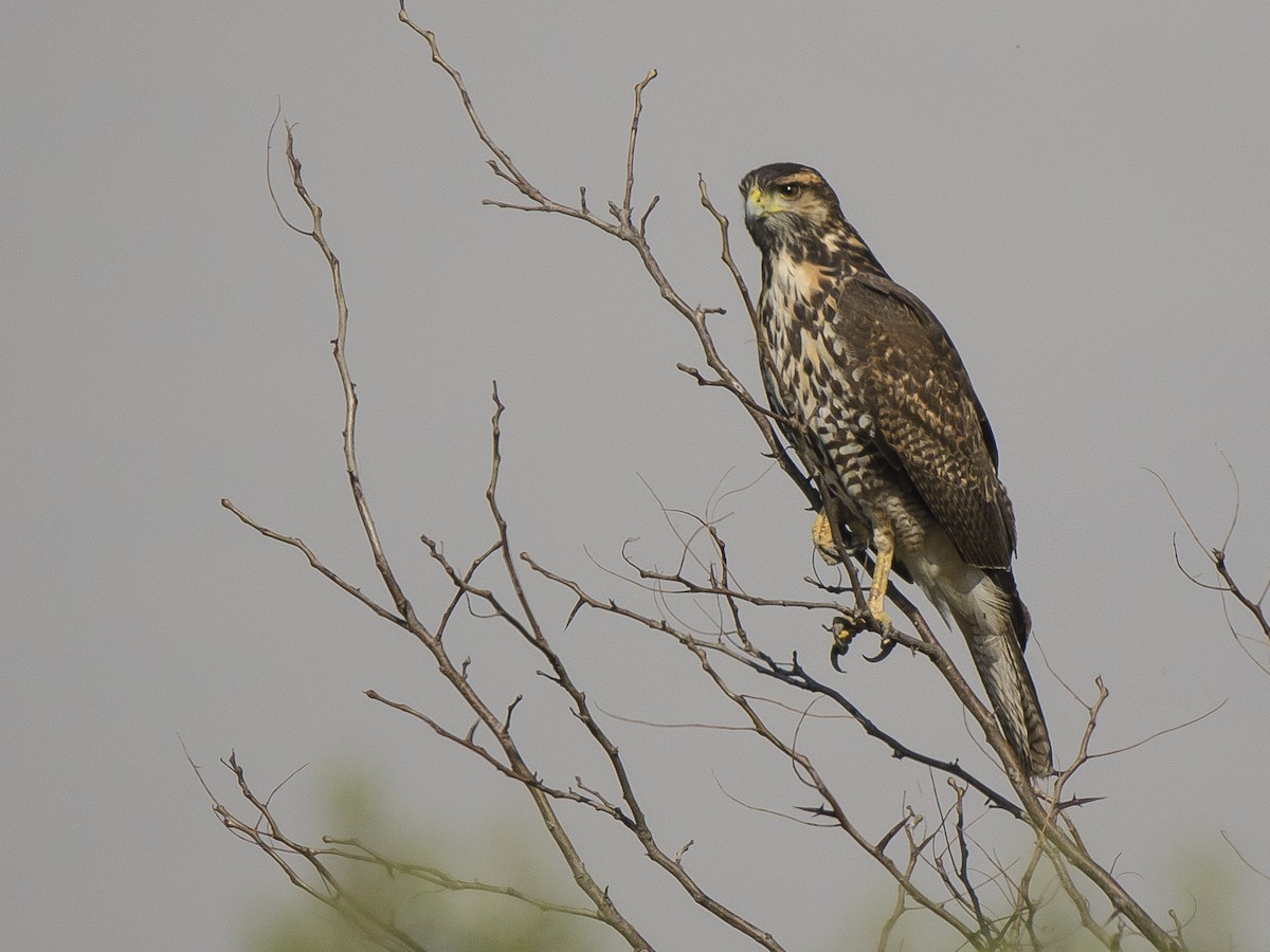 Harris's Hawk - ML243562951