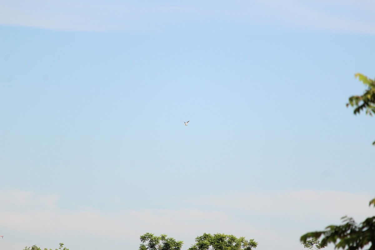 White-tailed Kite - ML243564911
