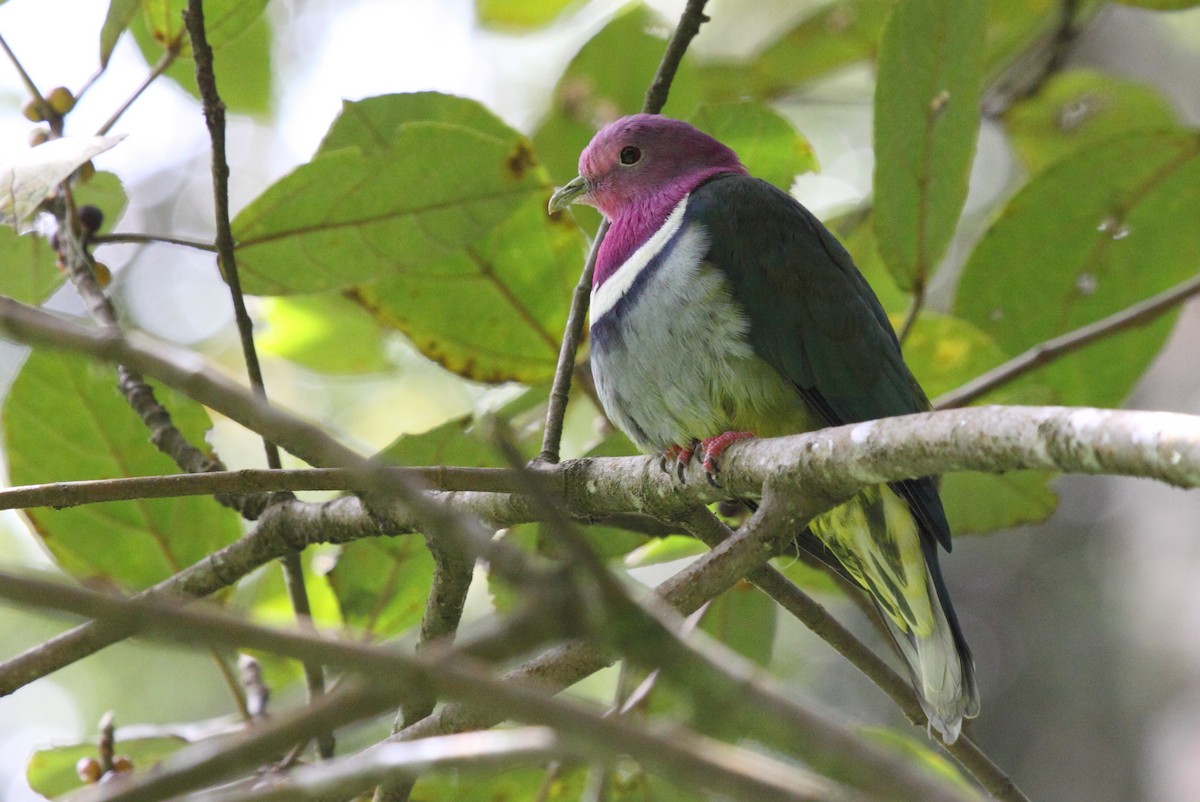 Pink-headed Fruit-Dove - Richard Fuller