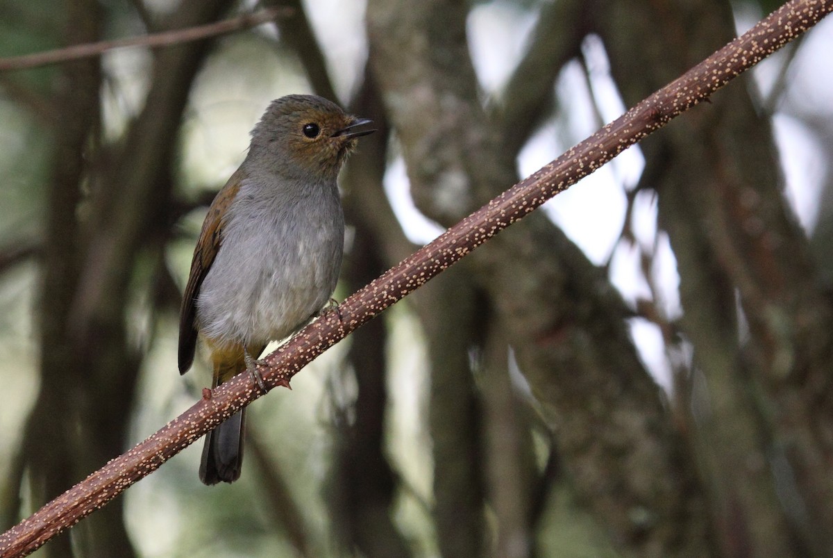 Rufous-vented Niltava - ML243565711