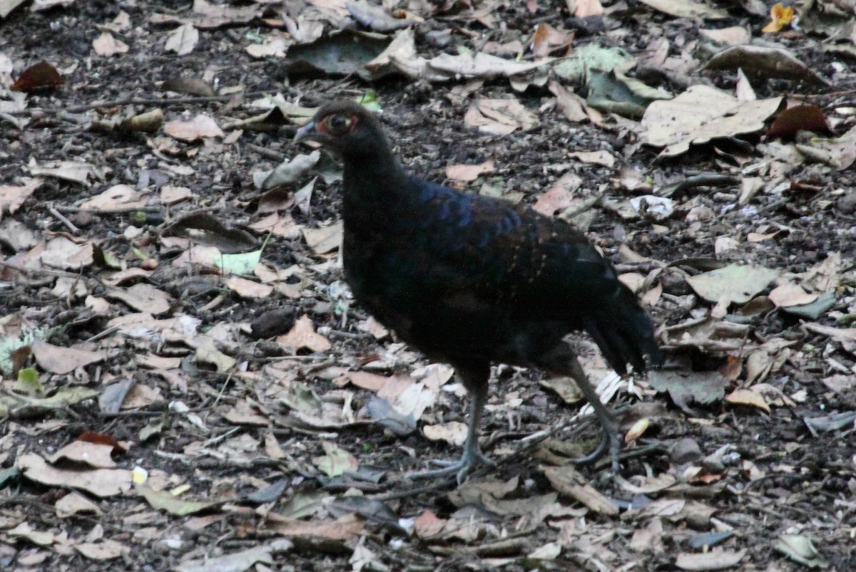 Salvadori's Pheasant - ML243565851