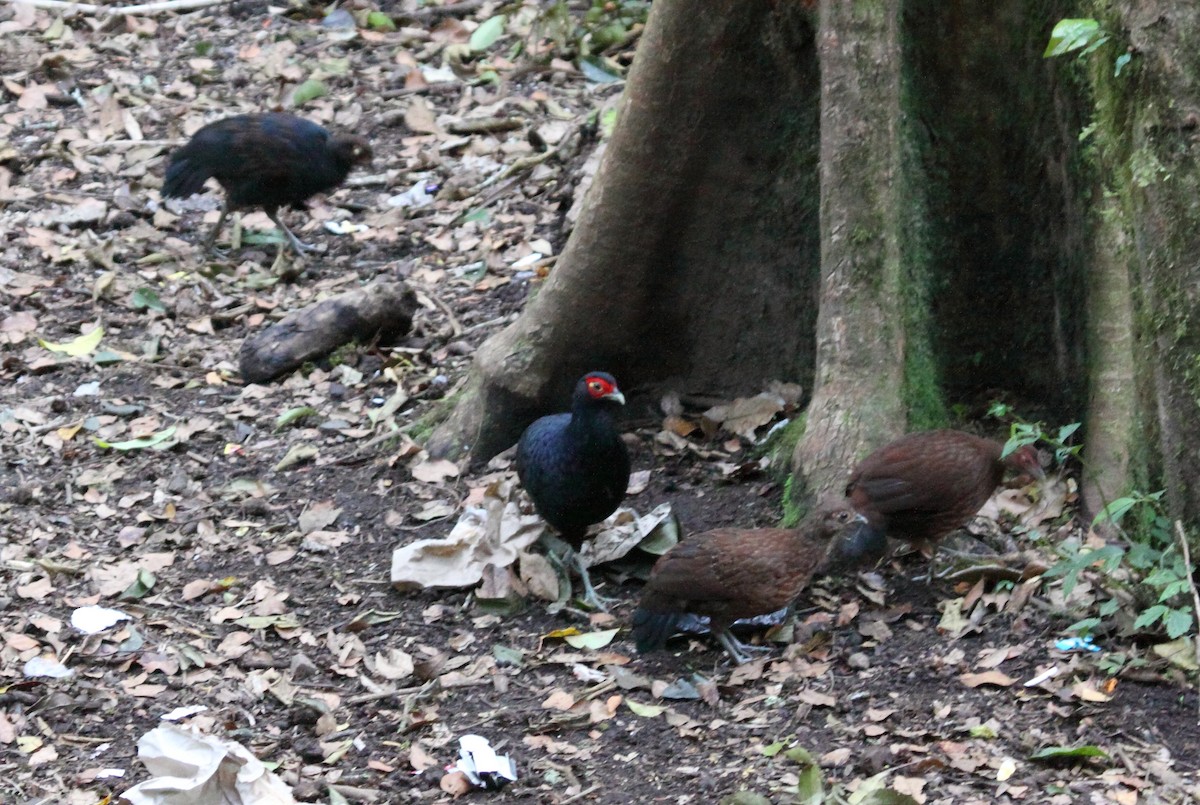 Salvadori's Pheasant - ML243565891