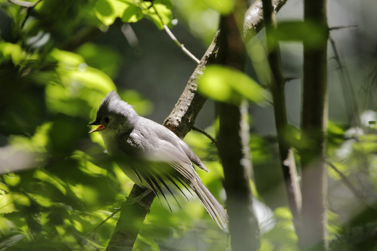 Tufted Titmouse - ML243566771