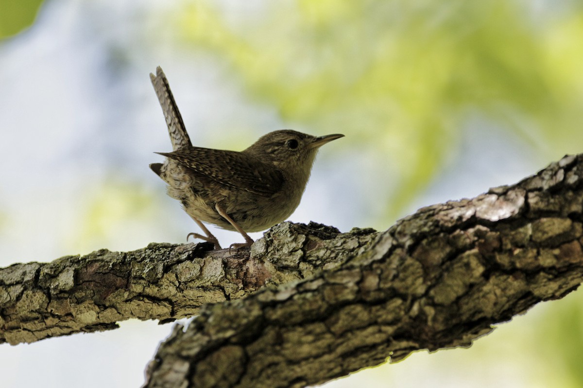 Northern House Wren - ML243567011