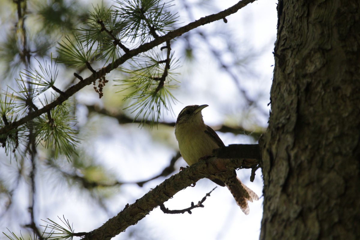 Carolina Wren - ML243567031
