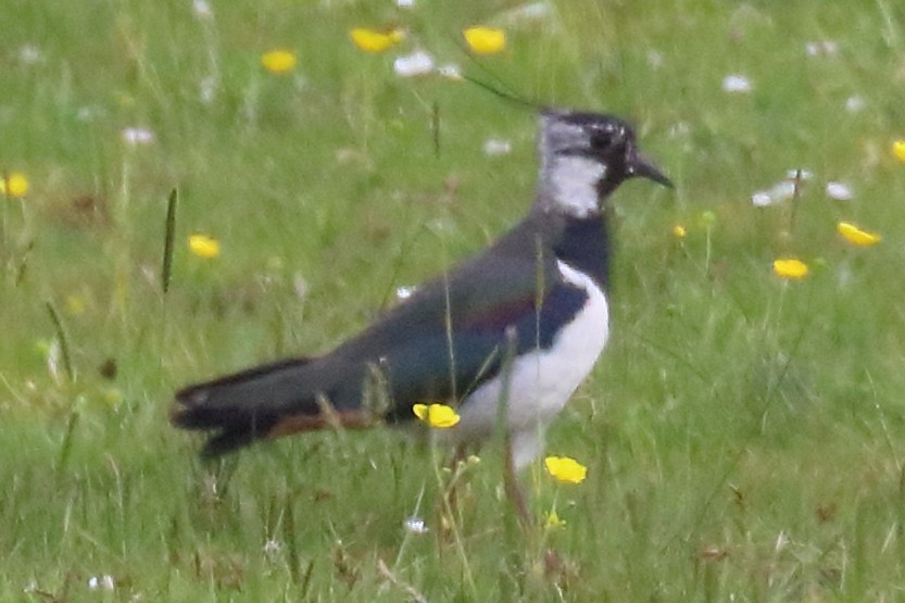 Northern Lapwing - ML243567091