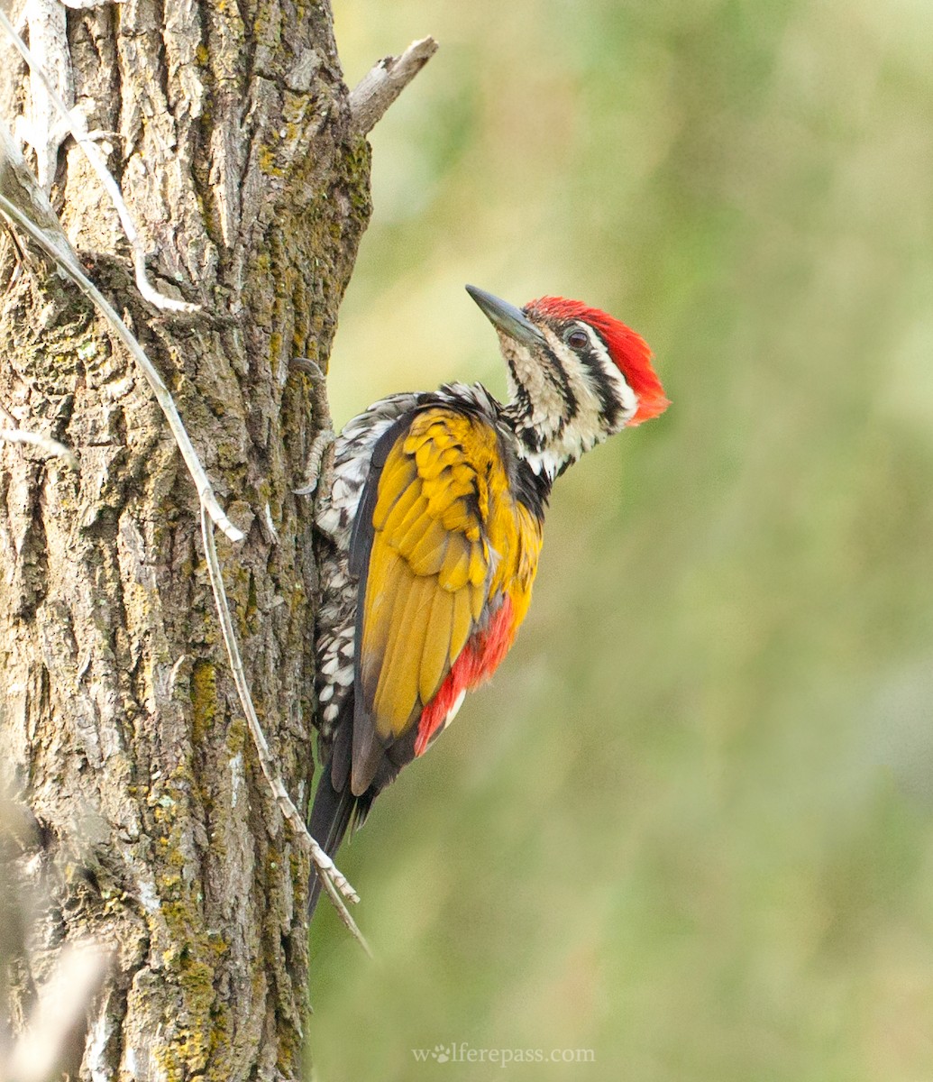 Common Flameback - Wolfe R