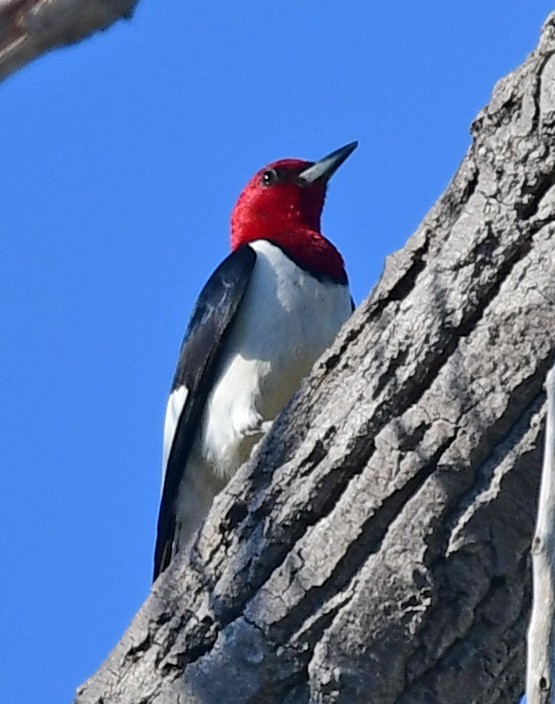 Red-headed Woodpecker - ML243567761