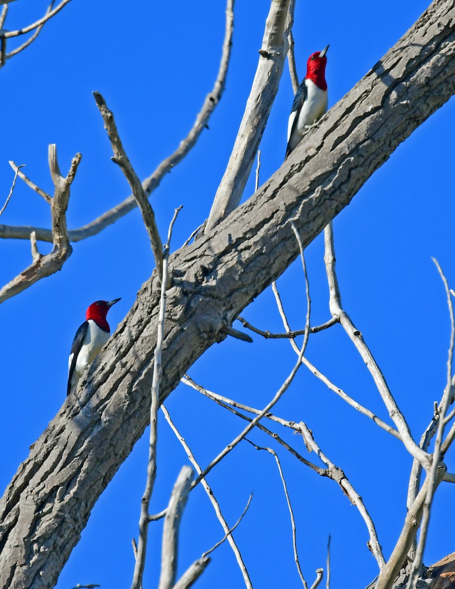 Red-headed Woodpecker - ML243567801