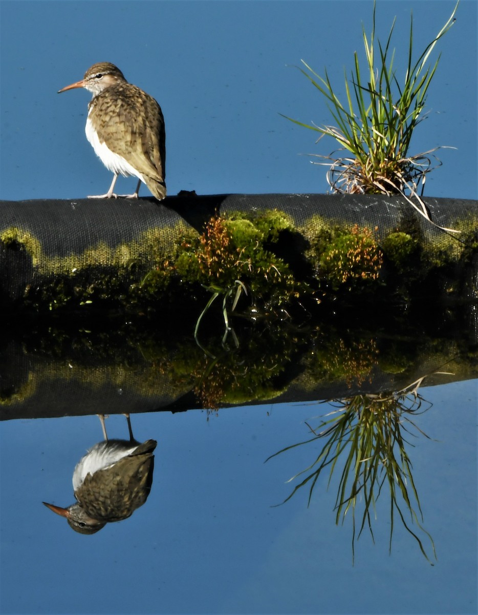 Spotted Sandpiper - Francois Dubois