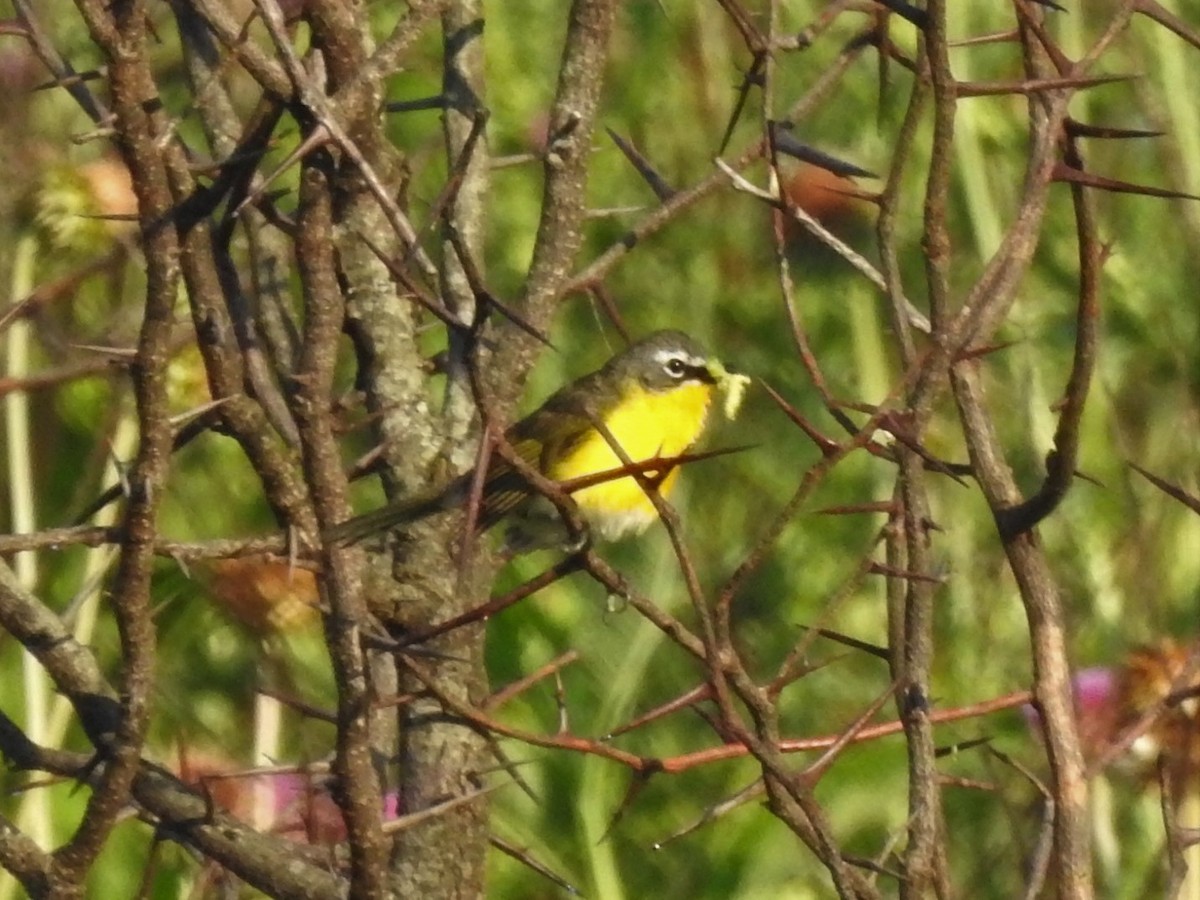 Yellow-breasted Chat - Laura Tappan