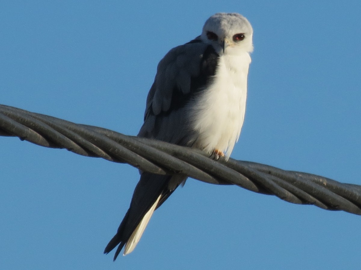 White-tailed Kite - ML243569751