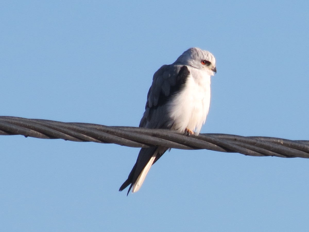 White-tailed Kite - ML243569771