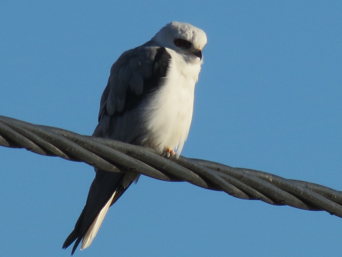 White-tailed Kite - ML243569831