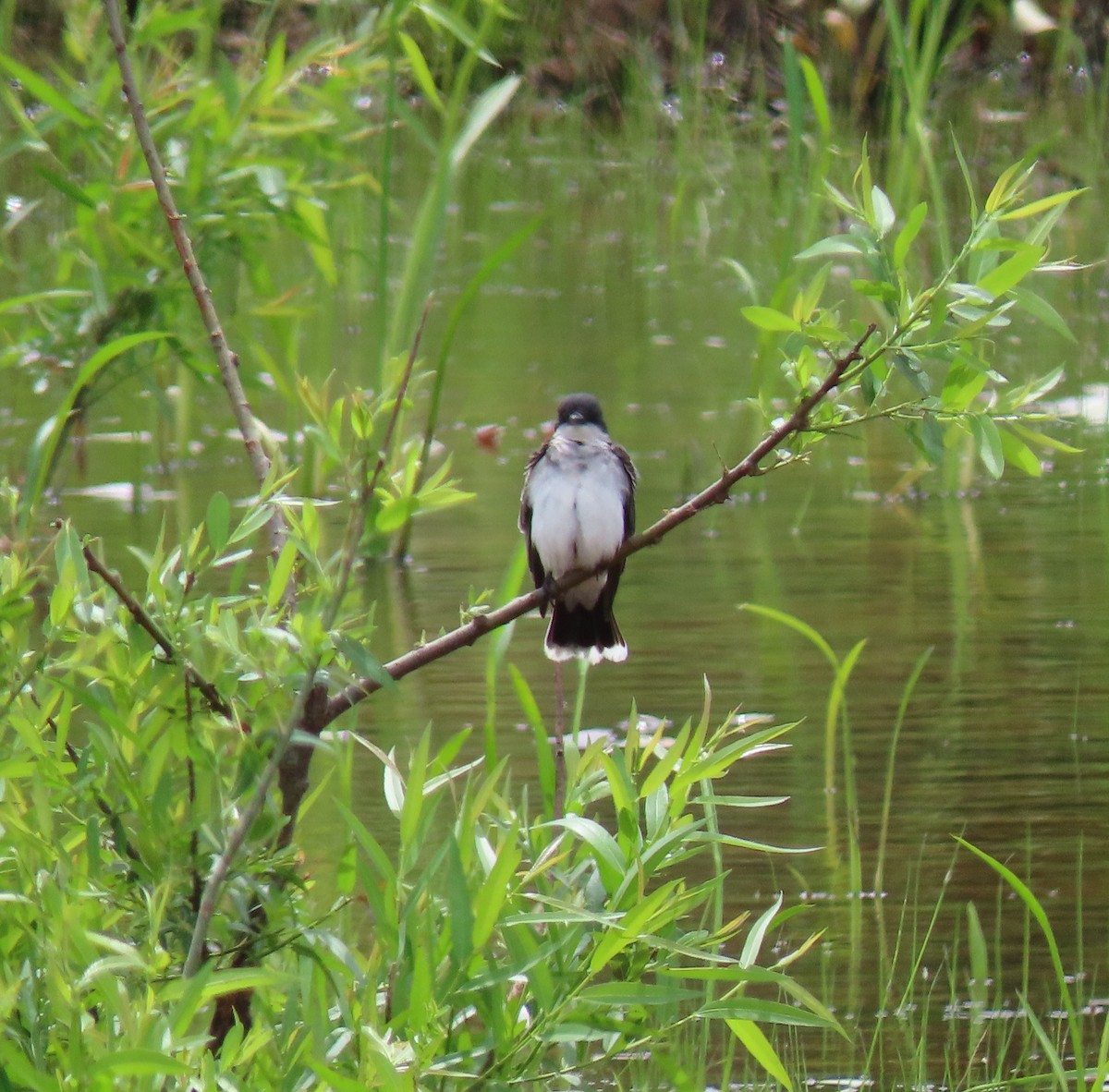 Schieferrücken-Königstyrann - ML243570371