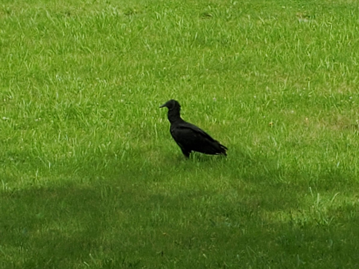 kondor havranovitý - ML243570801