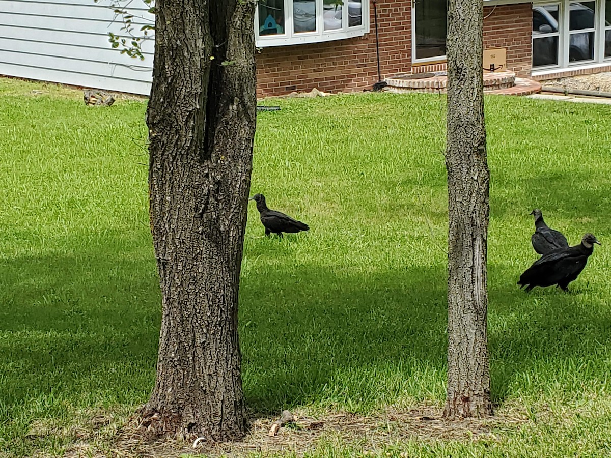 kondor havranovitý - ML243570821