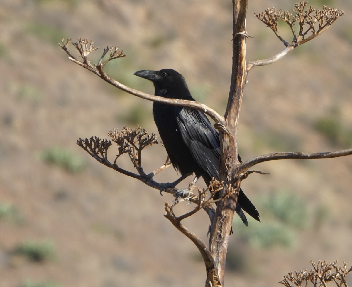 Common Raven - ML243570981