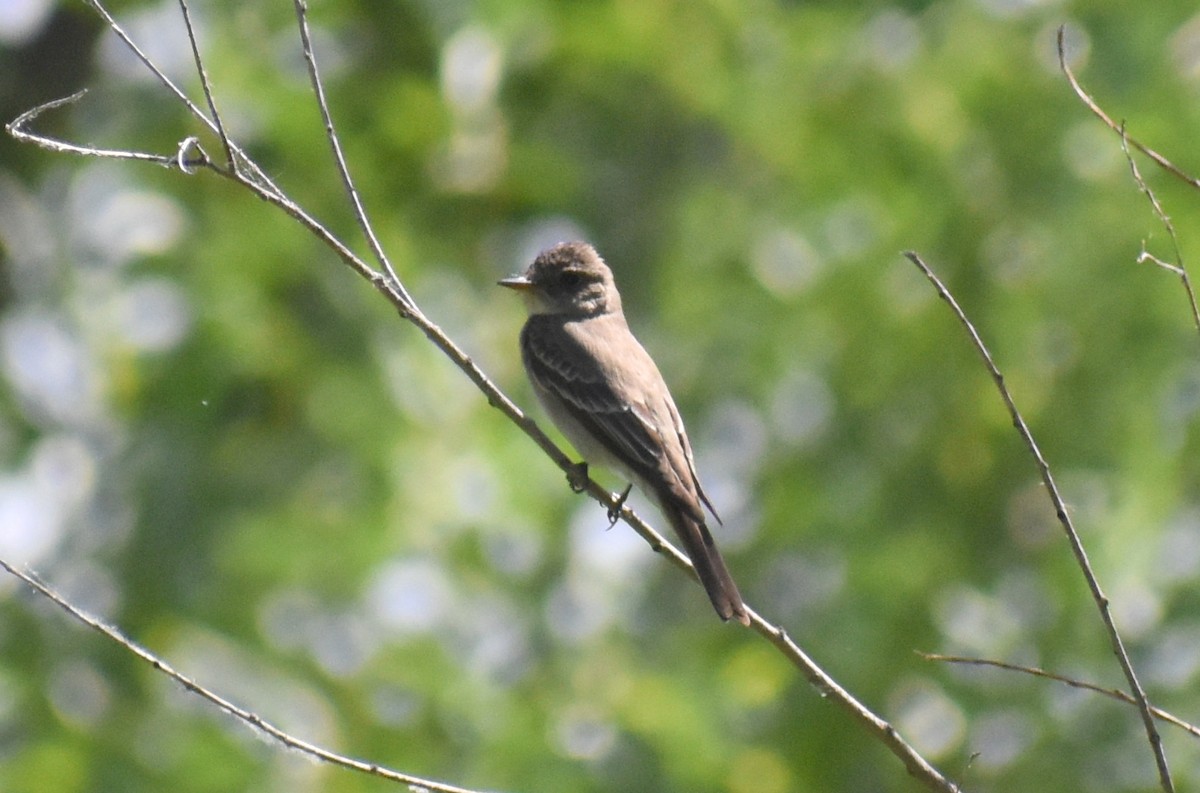 Western Wood-Pewee - Claire H
