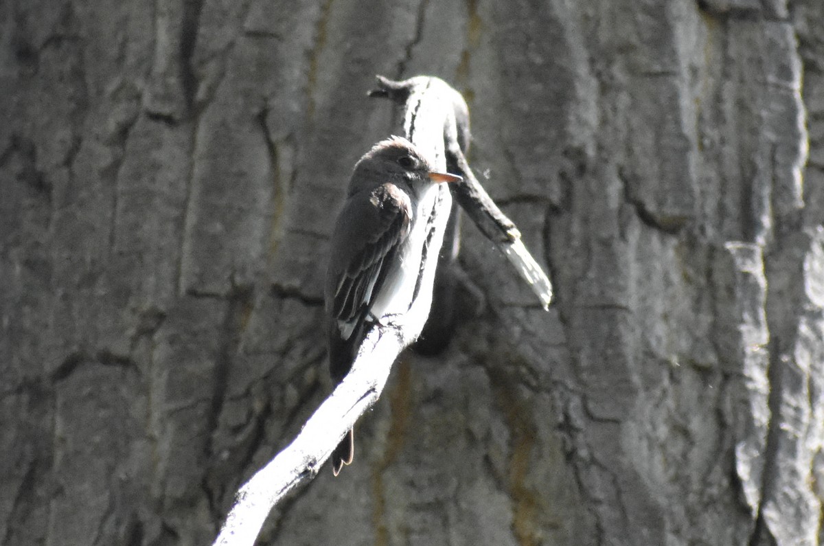 Western Wood-Pewee - Claire H