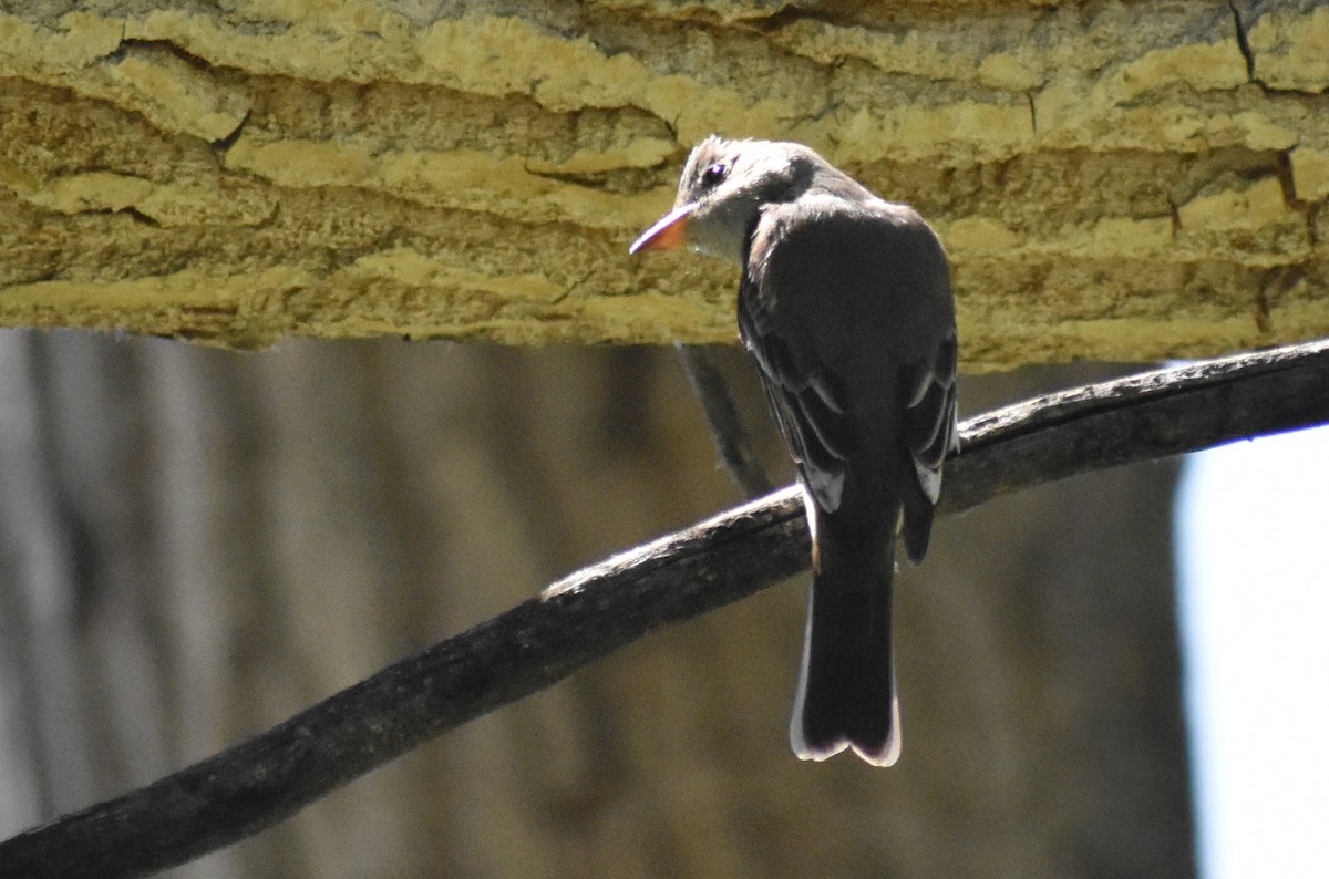 Western Wood-Pewee - ML243571051