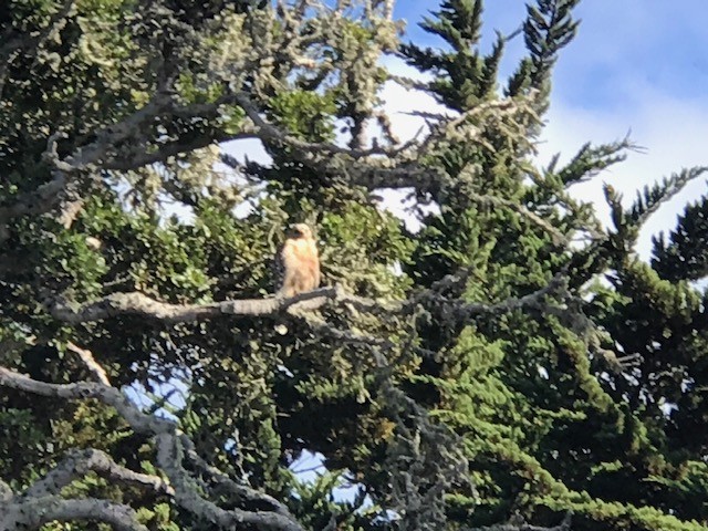 Red-shouldered Hawk - Mary Clifford