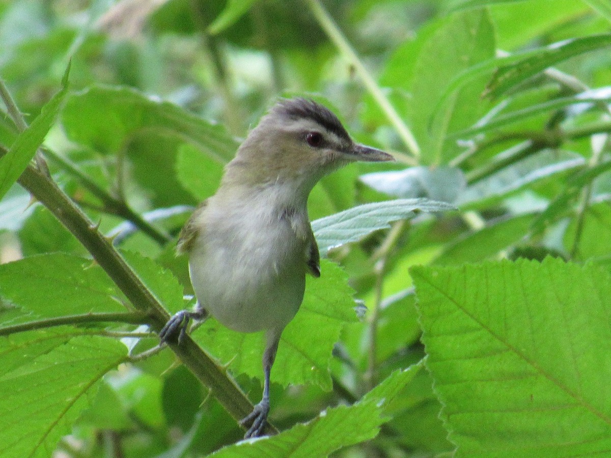 Rotaugenvireo - ML243572181