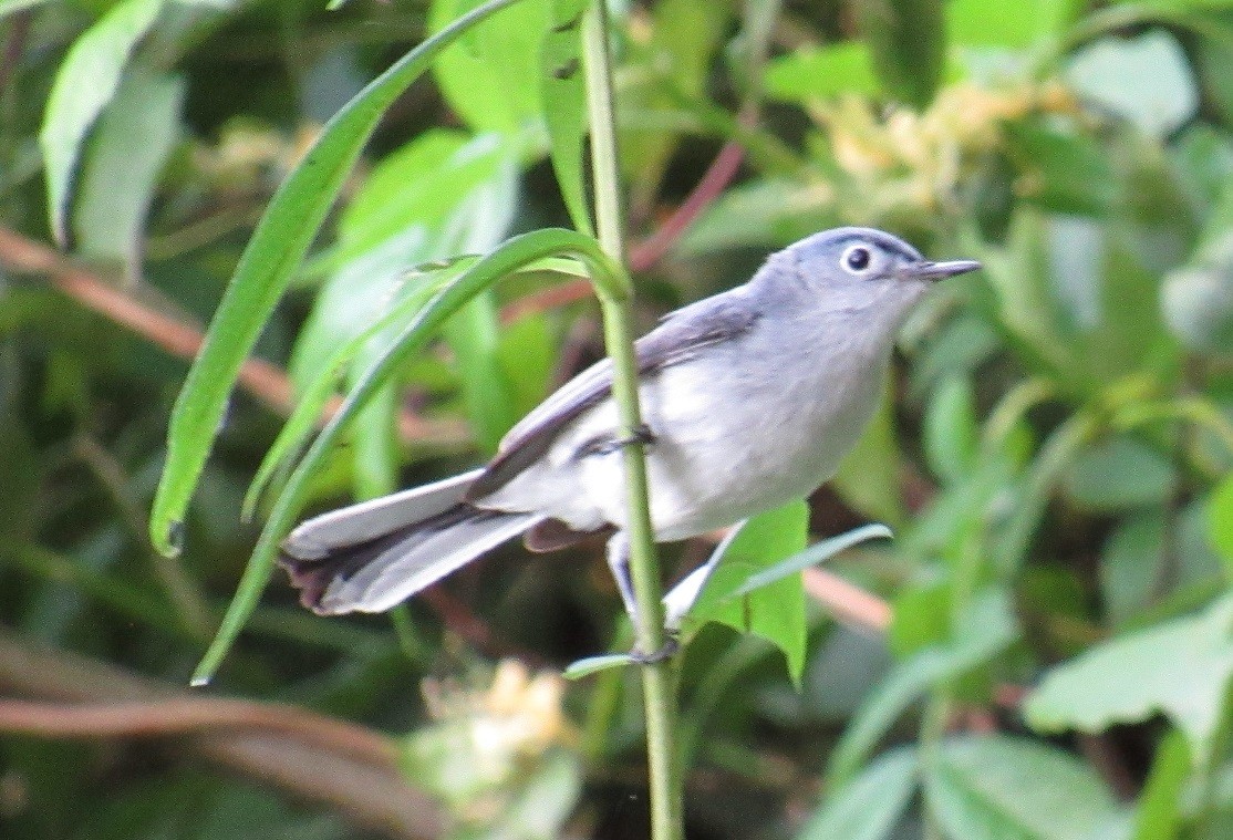 Blue-gray Gnatcatcher - ML243572251