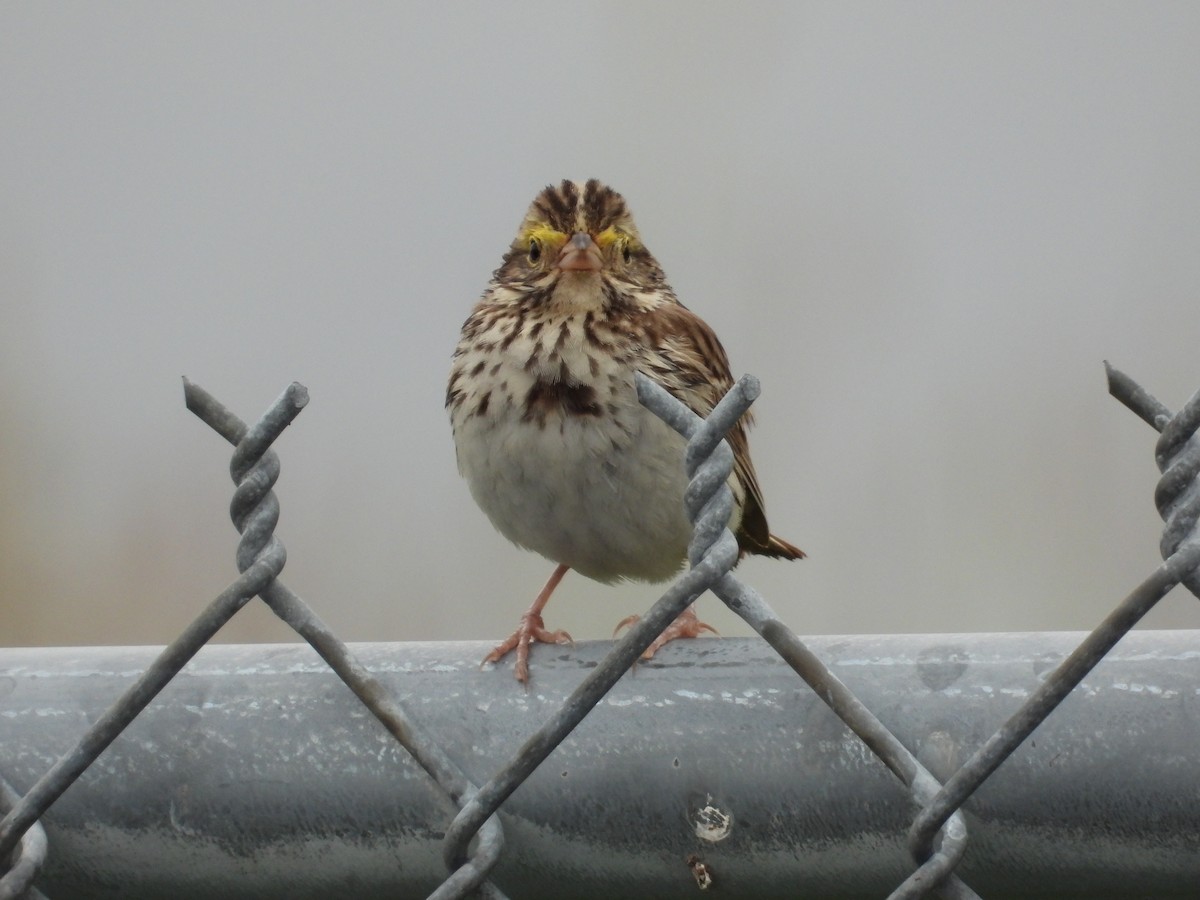 Savannah Sparrow (Savannah) - ML243573451