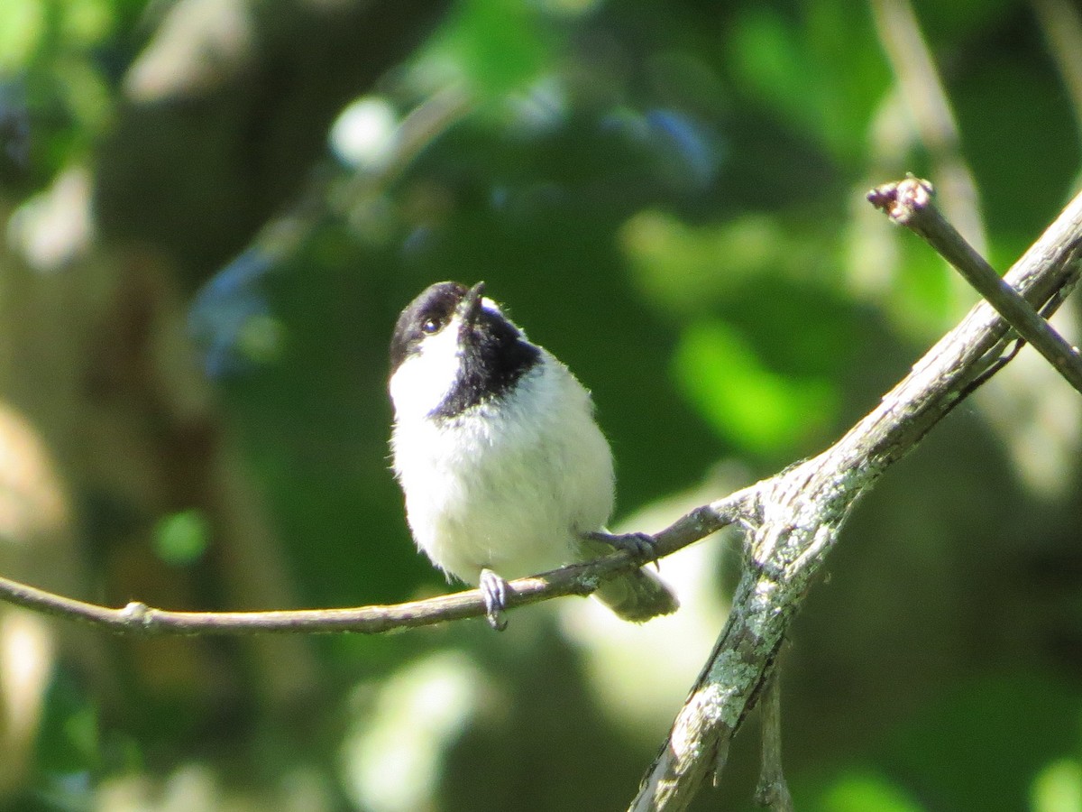 Black-capped Chickadee - ML243573491