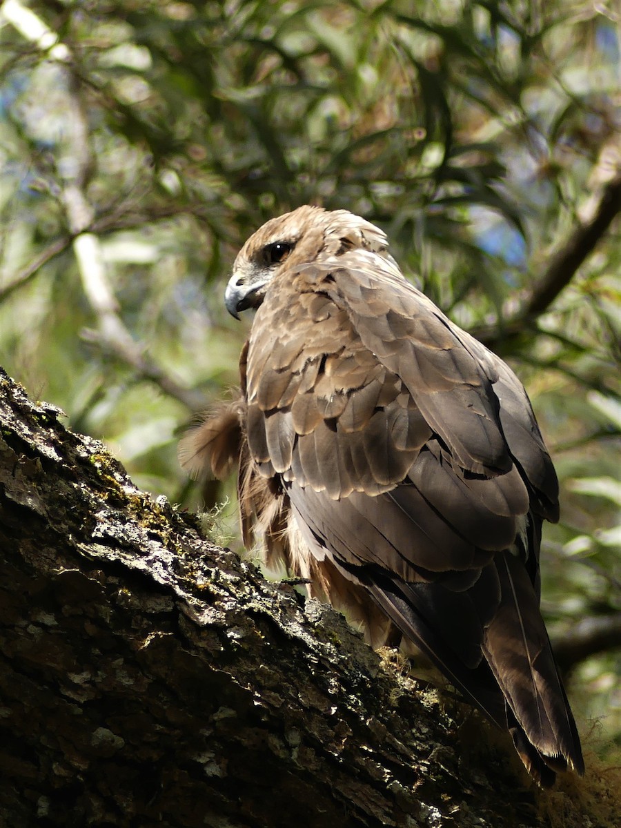 Aguilucho Lagunero de Reunión - ML243573531