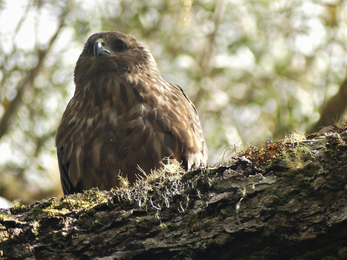 Reunion Harrier - Odile Maliet