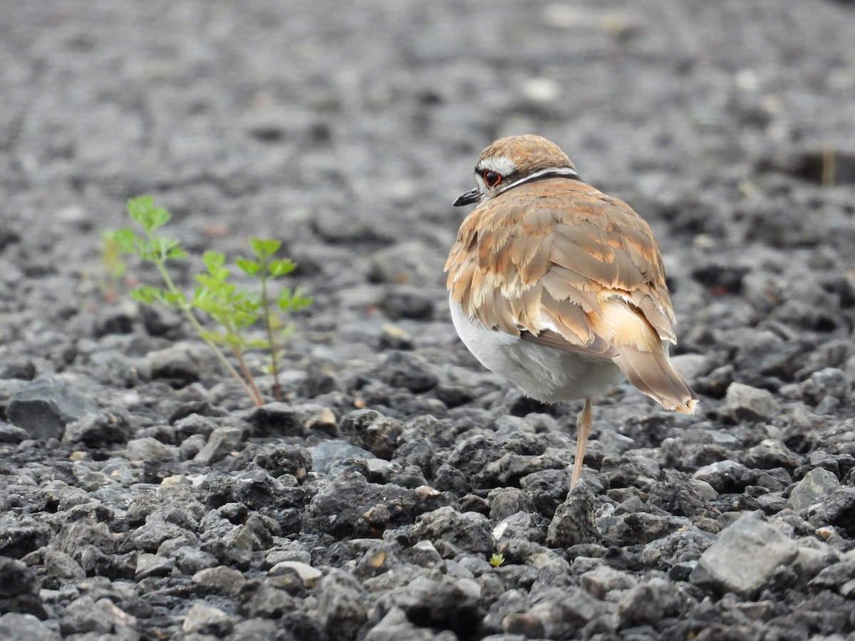 Killdeer - ML243573591