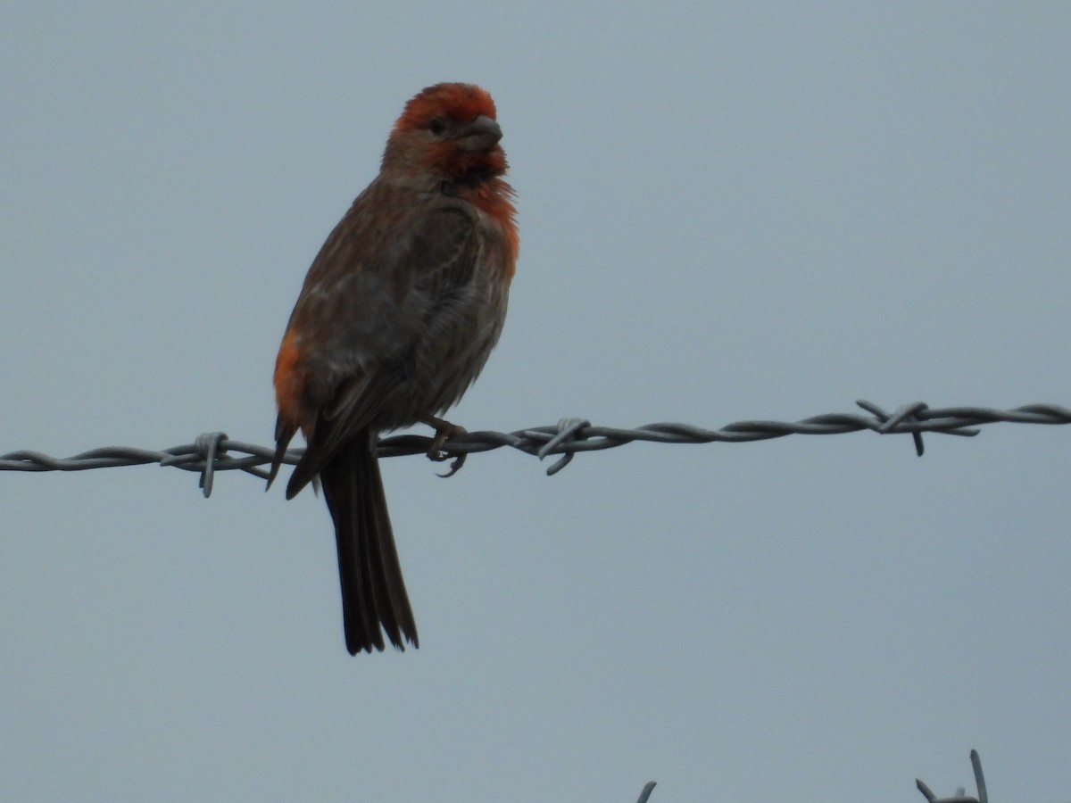 House Finch - ML243573631