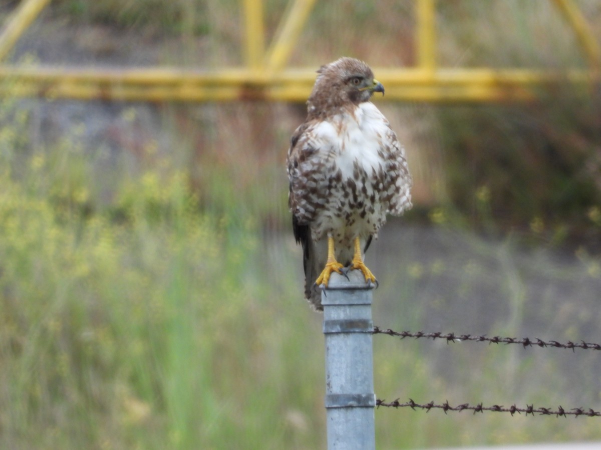 Red-tailed Hawk - ML243573721