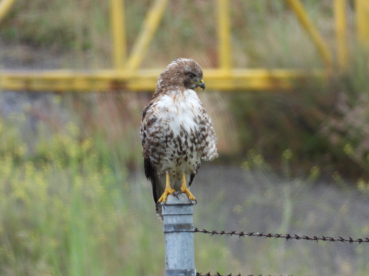 Red-tailed Hawk - ML243573731