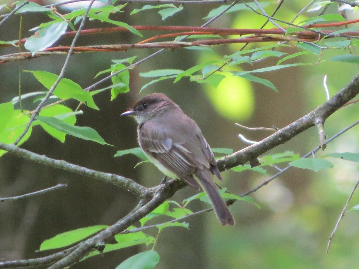 Eastern Phoebe - ML243573741