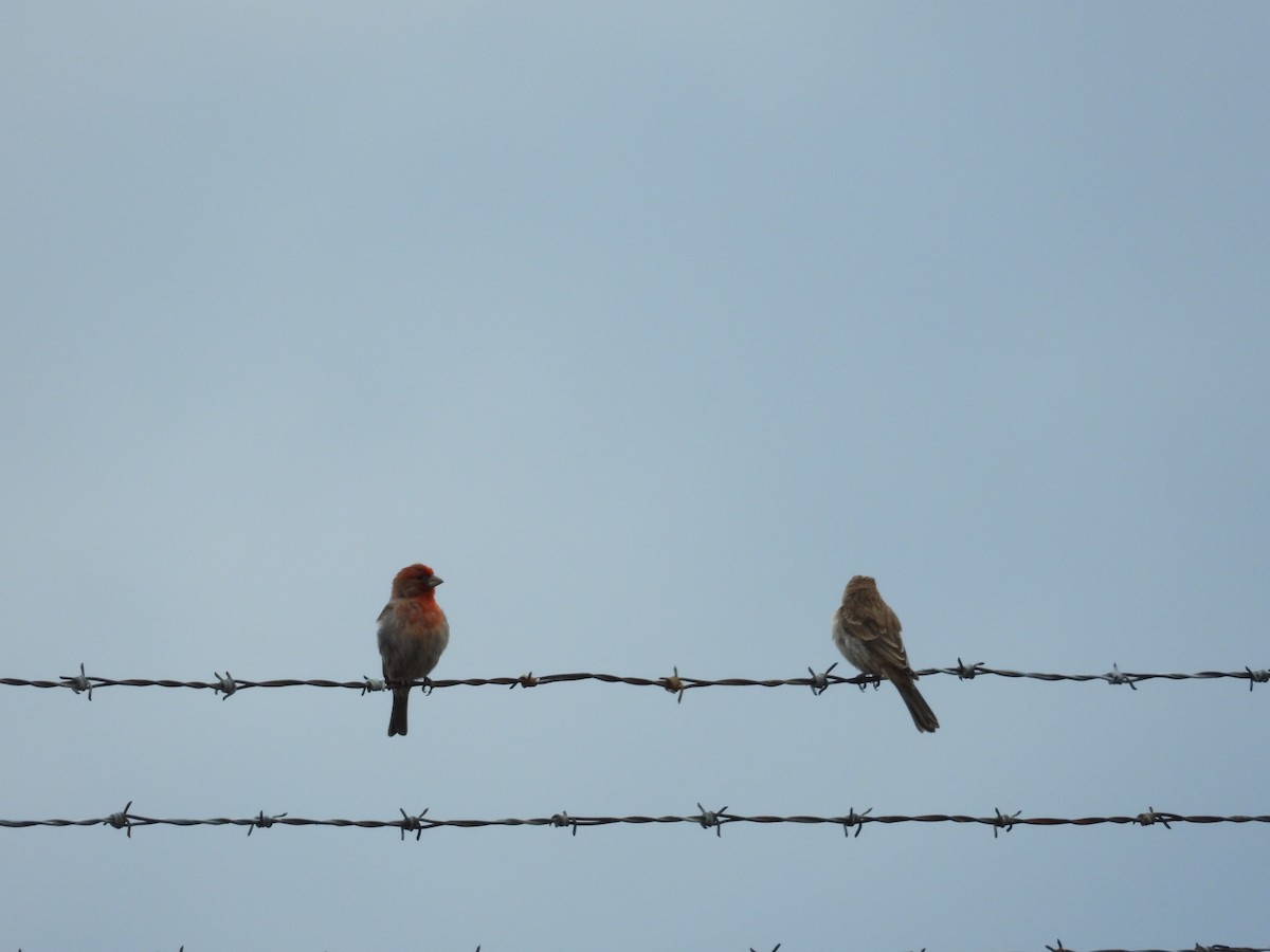 House Finch - ML243573871