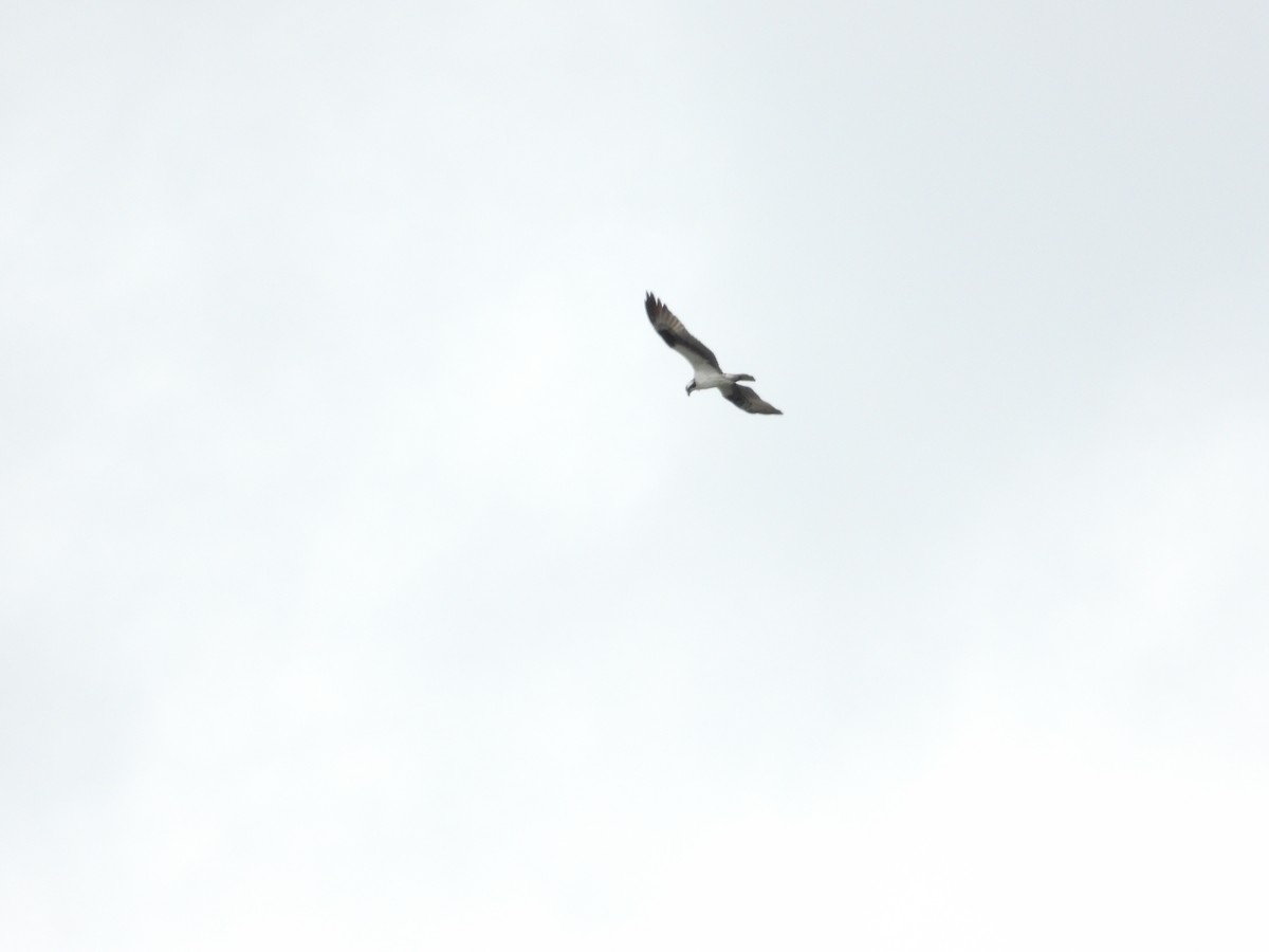 Osprey (carolinensis) - ML243573881