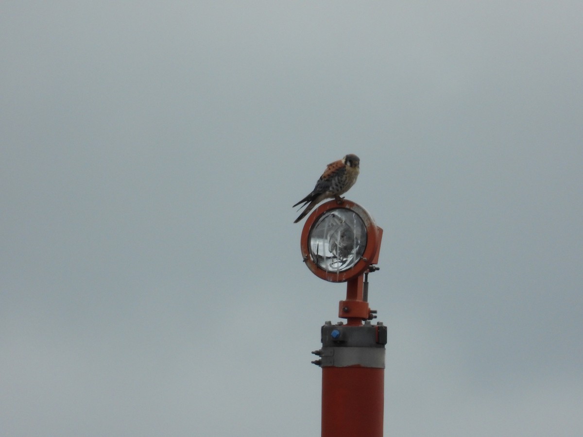 American Kestrel - ML243573911