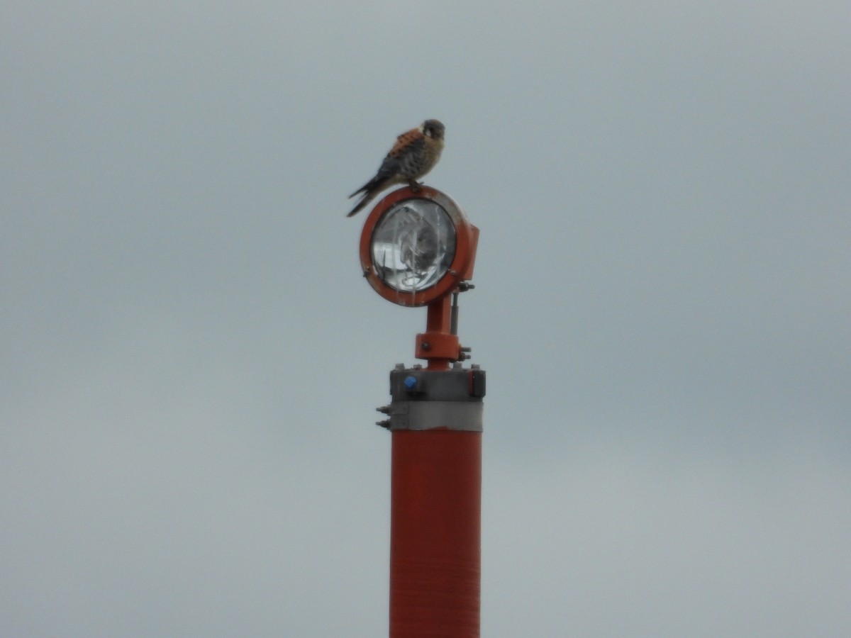 American Kestrel - ML243573931